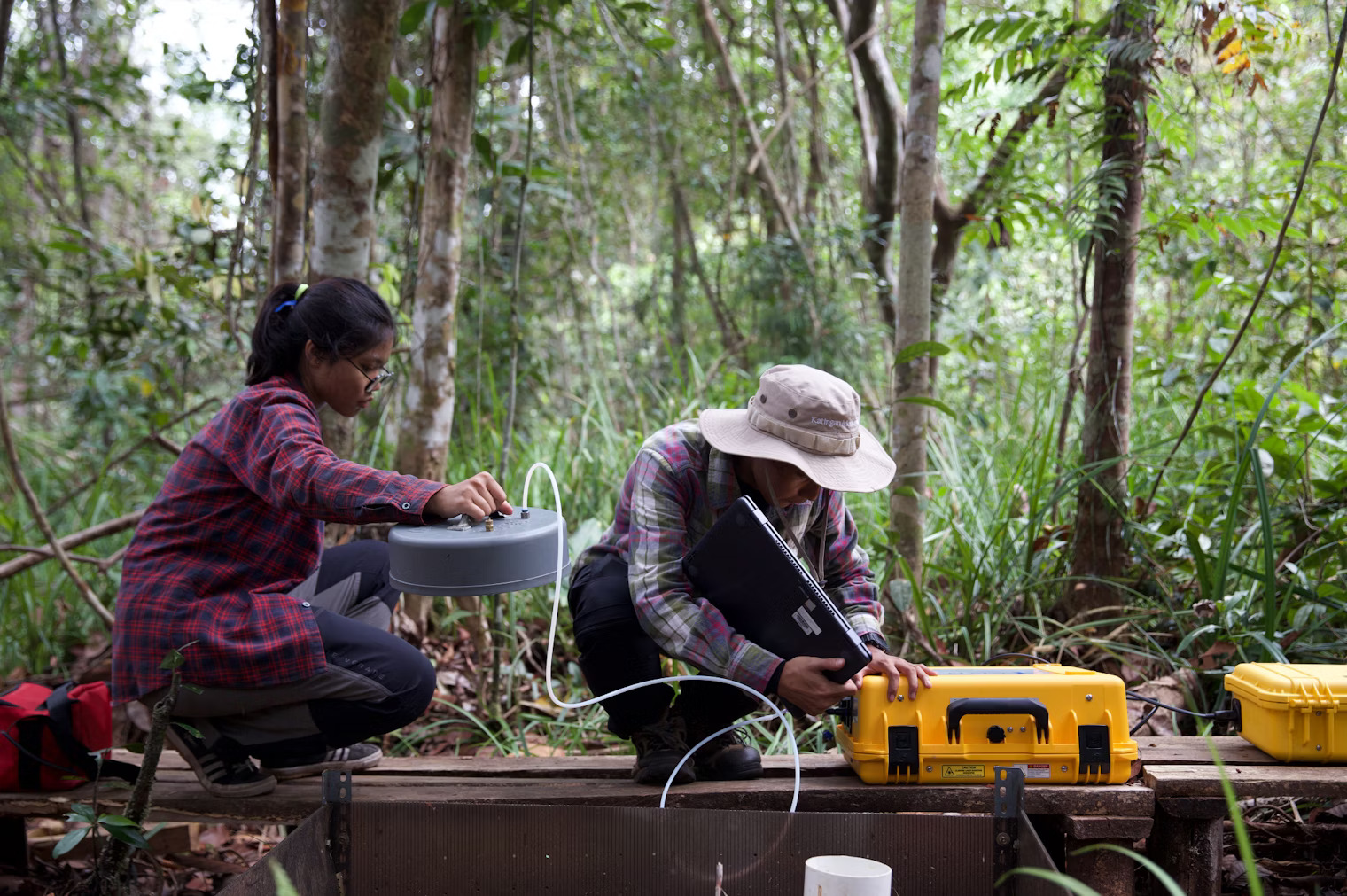 Forest Protection